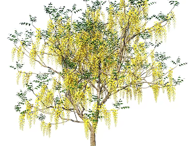 Ornamental Tree With Yellow Hanging Flower Clusters And Green Leaves 3d model