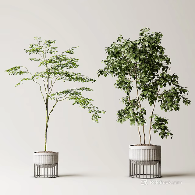 Indoor Potted Plants with Green Foliage and Different Tree Shapes in White Striped Pots 3d model 