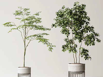 Indoor Potted Plants with Green Foliage and Different Tree Shapes in White Striped Pots 3d model