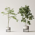 Indoor Potted Plants with Green Foliage and Different Tree Shapes in White Striped Pots