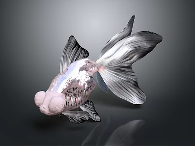 Silver Goldfish With Big Eyes And Transparent Fins On Dark Background With Reflection 3d model