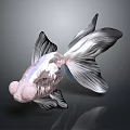Silver Goldfish With Big Eyes And Transparent Fins On Dark Background With Reflection