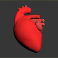Red 3D Rendered Human Heart Model With Glossy Texture On Dark Background 3d model