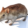 mouse animal 3d model