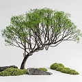 Modern landscape tree partial crown tree courtyard arbor courtyard sketch 3d model