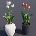 Blooming White and Pink Tulips in Textured White and Black Ceramic Vases with Green Leaves