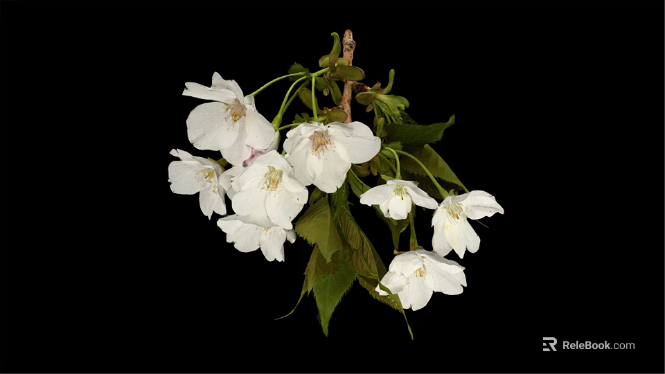 Beautiful White Cherry Blossoms With Green Leaves On Black Background 3d model 