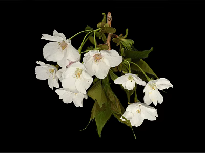 Beautiful White Cherry Blossoms With Green Leaves On Black Background 3d model