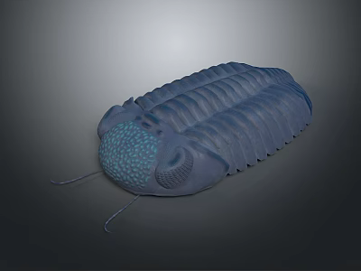 Detailed Prehistoric Trilobite 3D Model With Textured Exoskeleton And Antennae 3d model