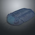 Detailed Prehistoric Trilobite 3D Model With Textured Exoskeleton And Antennae