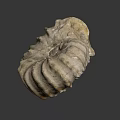 Detailed Ancient Ammonite Fossil With Spiral Shell Structure From Marine Habitat