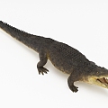 Modern Crocodile 3d model