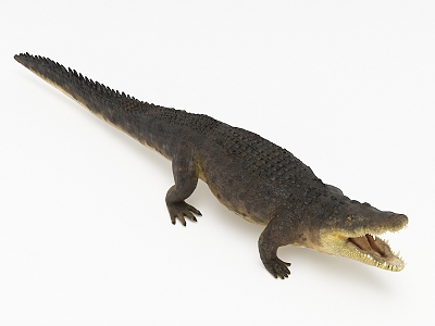 Modern Crocodile 3d model