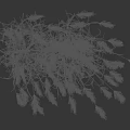 Lush Green Ornamental Grass with Slender Leaves and White Feathery Plumes