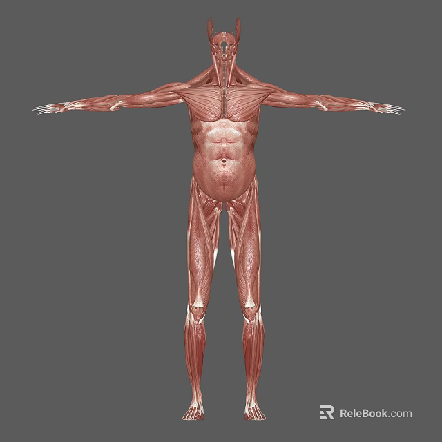 Detailed Human Muscle Organ Anatomy 3D Model Showing Full Body Structure 3d model 