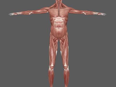 Detailed Human Muscle Organ Anatomy 3D Model Showing Full Body Structure 3d model