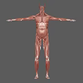 Detailed Human Muscle Organ Anatomy 3D Model Showing Full Body Structure