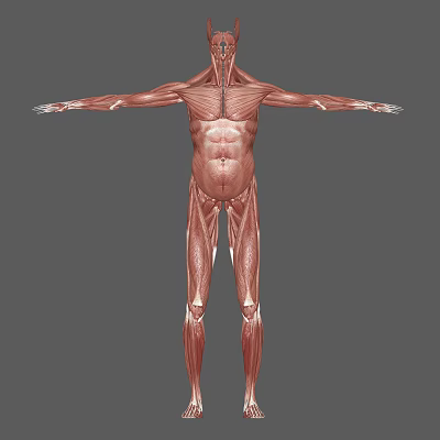Detailed Human Muscle Organ Anatomy 3D Model Showing Full Body Structure 3d model
