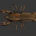Detailed Brown Aquatic Animal Crayfish With Prominent Claws And Segmented Body Isolated On Dark Background