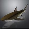 Realistic Brown Shark Model With Sharp Fins And Gray Background Reflection