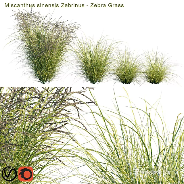 Various Types of Garden Ornamental Grasses with Feathery Foliage and Slender Blades 3d model 