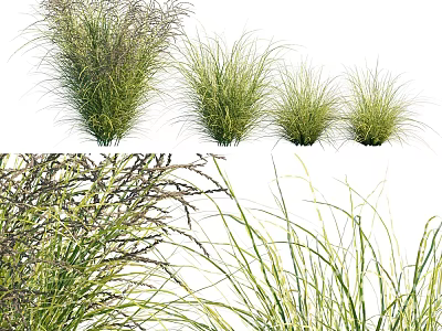 Various Types of Garden Ornamental Grasses with Feathery Foliage and Slender Blades 3d model