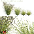 Various Types of Garden Ornamental Grasses with Feathery Foliage and Slender Blades
