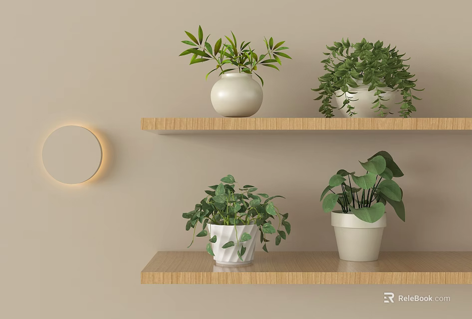 Bonsai Potted Plants Display on Wooden Shelves with White Pots Green Foliage and Beige Wall 3d model 