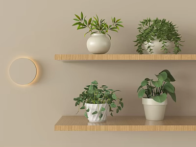 Bonsai Potted Plants Display on Wooden Shelves with White Pots Green Foliage and Beige Wall 3d model
