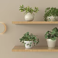 Bonsai Potted Plants Display on Wooden Shelves with White Pots Green Foliage and Beige Wall