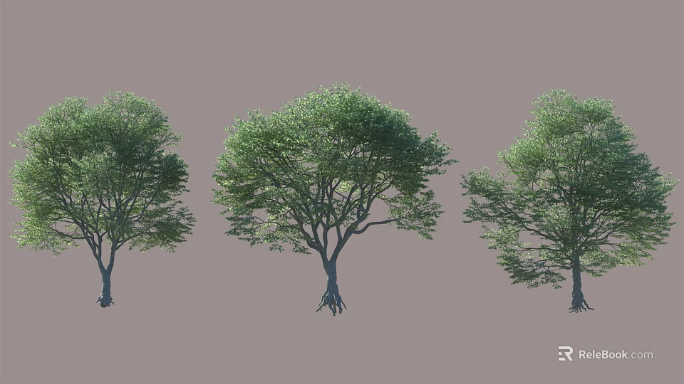 Three Arbor Trees With Green Leaves And Thick Trunks Against Gray Background 3d model