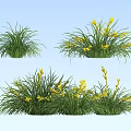 Green Grass With Yellow Flowers Growing In Clusters On Blue Background