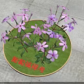 Blooming Pink and Purple Grape Hyacinth Flowers on Green Circular Tray