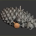 Fresh Organic Orange Edible Mushroom Growing On Natural Wild Pine Cone