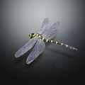 Dragonfly With Green Eyes Black Yellow Striped Body Transparent Wings On Dark Background With Reflection