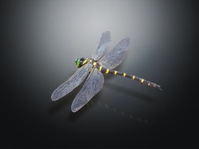 Modern Dragonfly Cartoon Dragonfly Insect 3d model