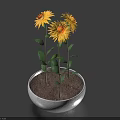 Decorative Potted Plant With Three Yellow Flowers Green Leaves And Brown Soil In White Pot