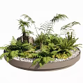 Bonsai Potted Plant With Various Green Ferns Decorative Stones And White Pebbles In Round Container