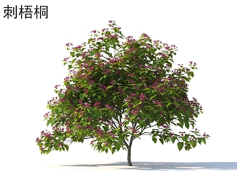 thorn sycamore flowers shrub plants 3d model