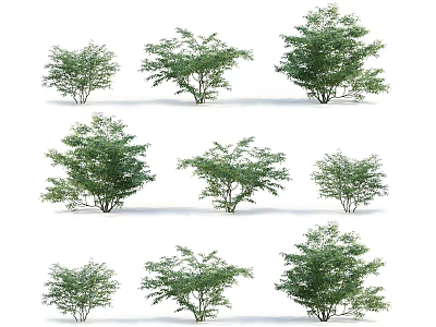 Various Types of Garden Shrubs with Diverse Shapes and Foliage for Landscaping Design 3d model