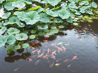 Garden Water Feature With Lotus Leaves Flowers And Swimming Koi Fish 3d model