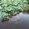 Garden Water Feature With Lotus Leaves Flowers And Swimming Koi Fish