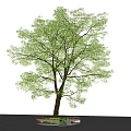 Lush Arbor With Green Foliage Brown Trunk On Circular Golden Edge Base