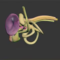Human Ear Inner Anatomical Structure 3D Model with Cochlea and Ossicles 3d model