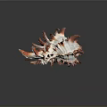 Striking Aquatic Animal Conch with Orange and White Spiky Shell Structure