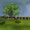 Well Designed Garden Landscape With Osmanthus Trees Balls Shrubs And Green Lawn