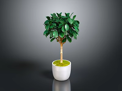 Indoor Potted Tree With Lush Green Leaves In White Ceramic Pot With Green Moss 3d model