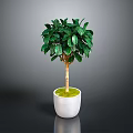 Indoor Potted Tree With Lush Green Leaves In White Ceramic Pot With Green Moss
