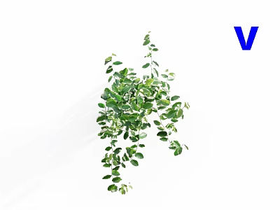 Beautiful Green Trailing Vine Plant with Lush Fresh Leaves on White Background 3d model