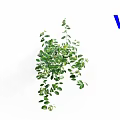 Beautiful Green Trailing Vine Plant with Lush Fresh Leaves on White Background